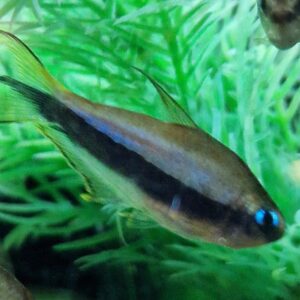 Nematobrycon palmeri ( keizertetra )