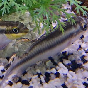 Pelvicachromis kribensis ( Kersenbuik cichlide )