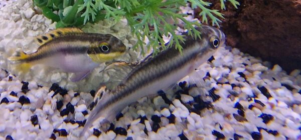 Pelvicachromis kribensis ( Kersenbuik cichlide )