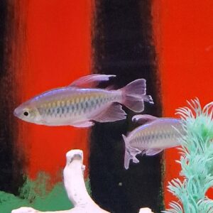 Phenacogrammus interruptus ( Congo zalm )