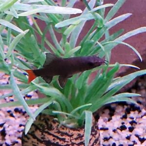 Labeo bicolor