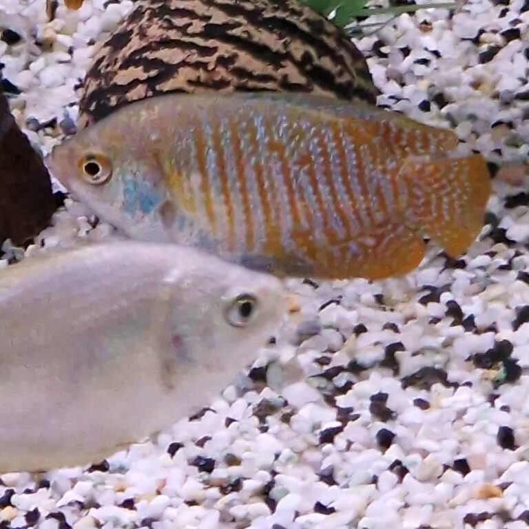 lahlia