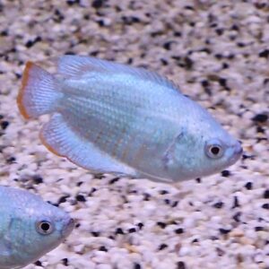 Colisa lalia ( cobalt )