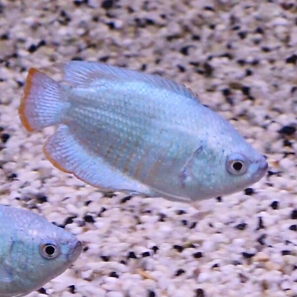 Colisa lalia ( cobalt )