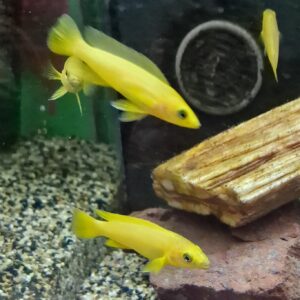 Lamprologus leleupi
