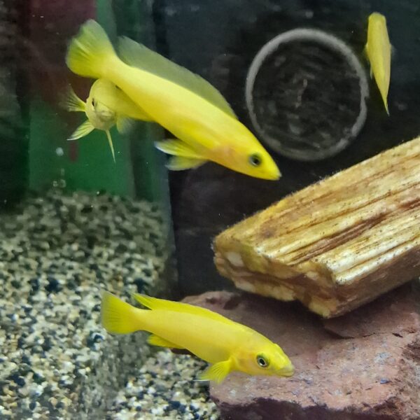 Lamprologus leleupi