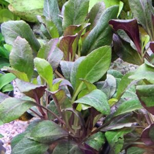 Lobelia cardinalis