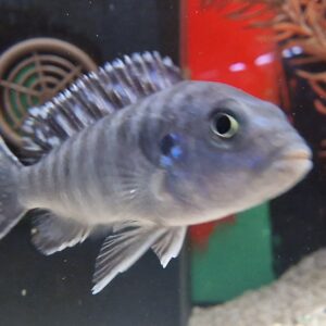 Pseudotropheus lombardoi