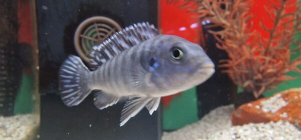Pseudotropheus lombardoi