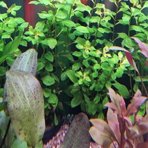 Ludwigia palustris
