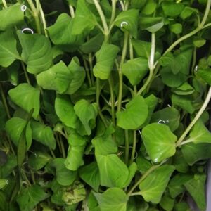 Lysimachia nummularia