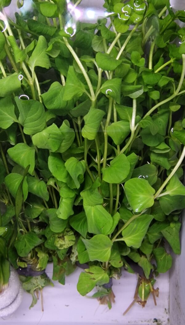 Lysimachia nummularia