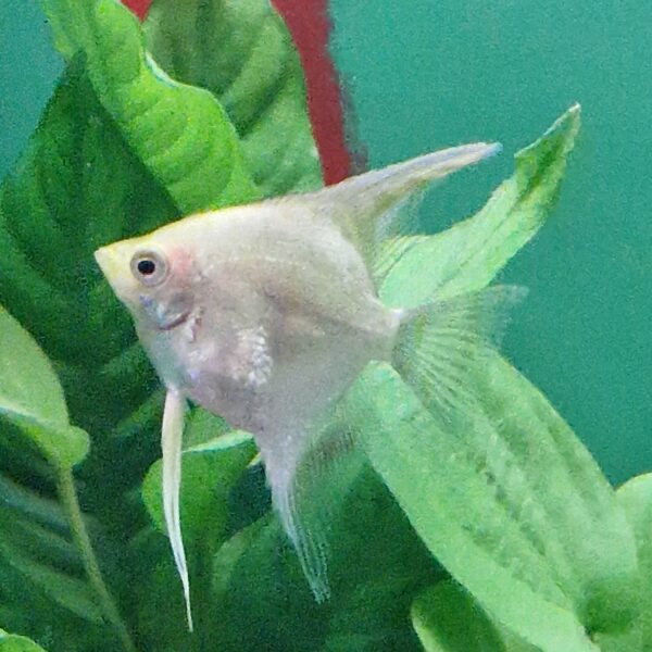 Pterophyllum scalare  ( Maanvis ) - Image 4