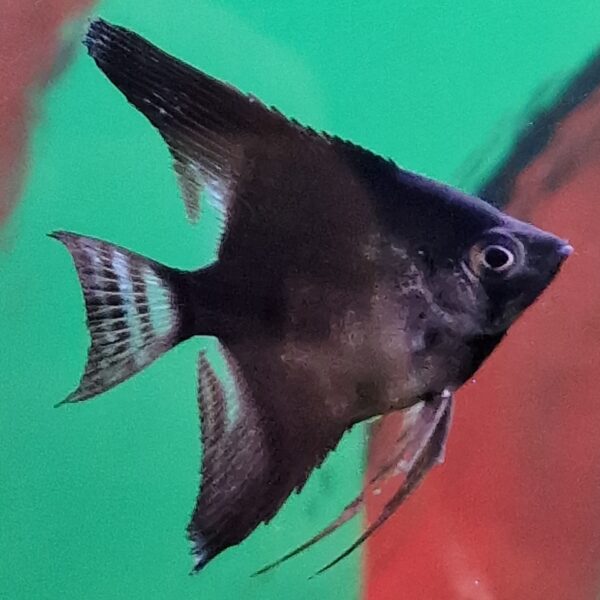 Pterophyllum scalare  ( Maanvis ) - Image 2