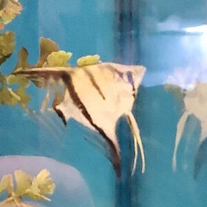 Pterophyllum scalare  ( Maanvis )