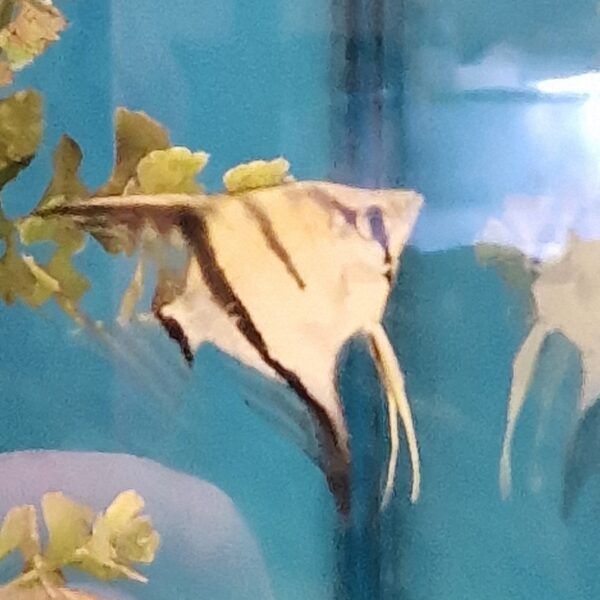 Pterophyllum scalare  ( Maanvis )