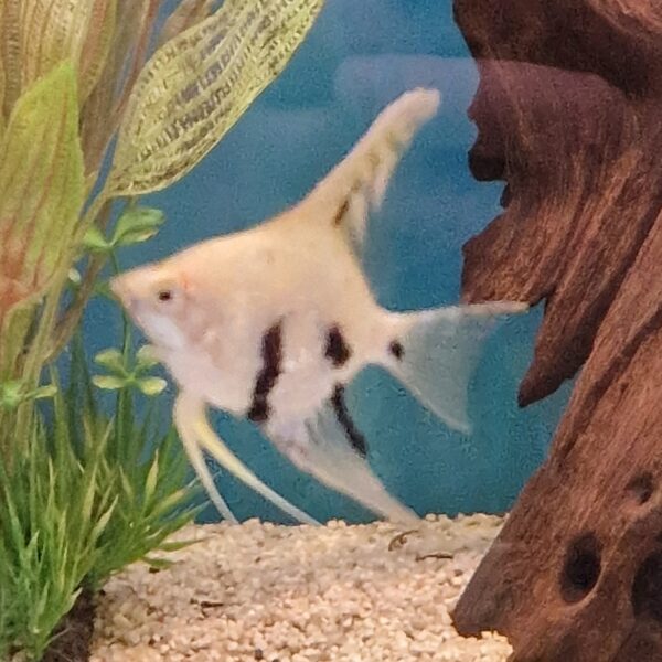 Pterophyllum scalare  ( Maanvis ) - Image 3