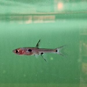 Rasbora maculata