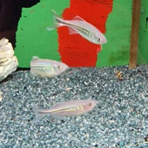 Danio malabaricus
