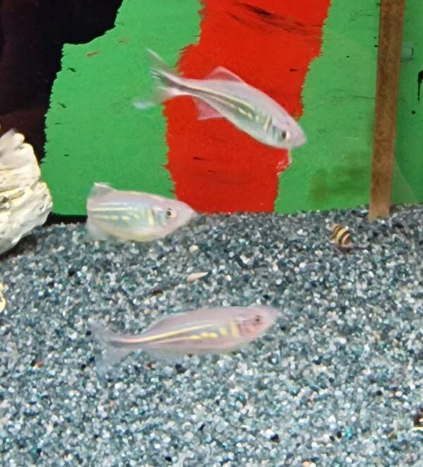 Danio malabaricus