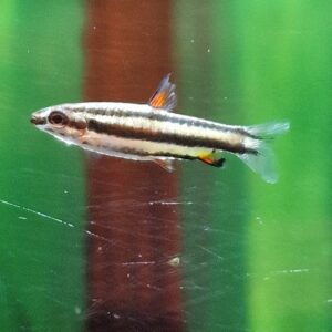 Nannosthomus marginatus