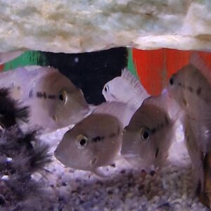 Cichlasoma meekii ( Vuurkeel cichlide )
