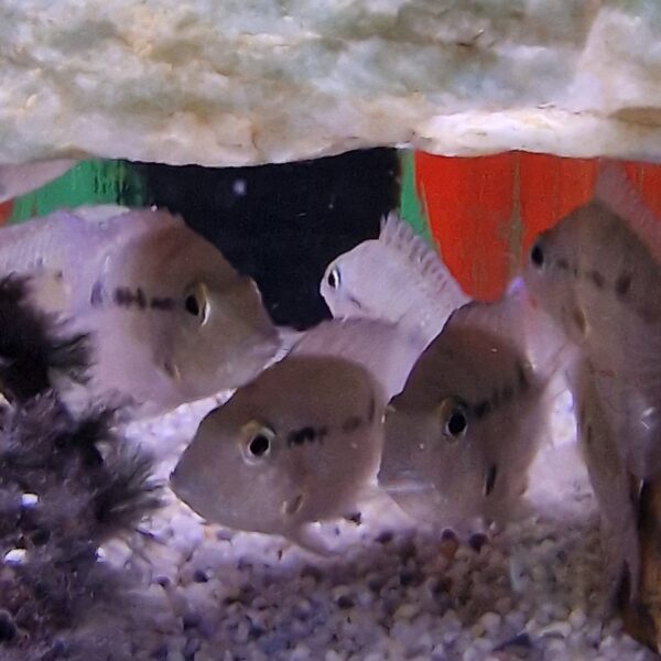 Cichlasoma meekii ( Vuurkeel cichlide )
