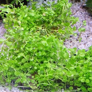 Micranthemum monte carlo