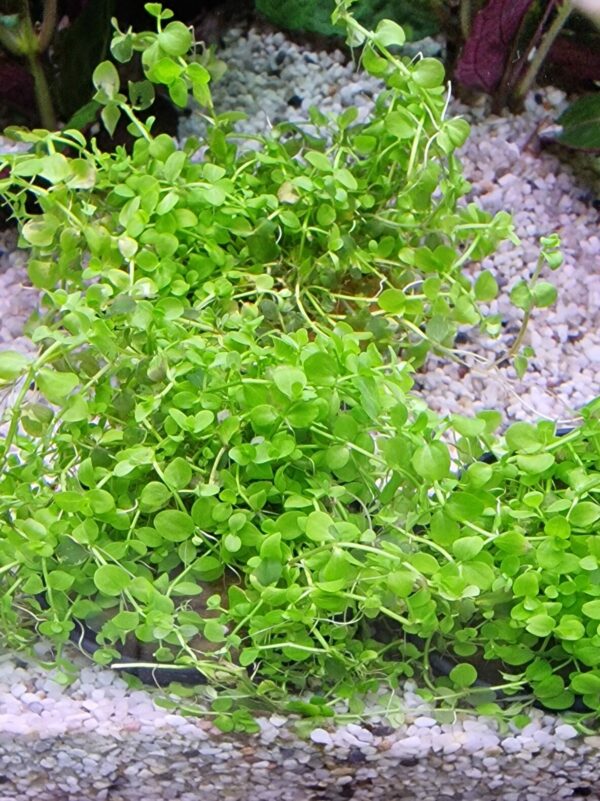 Micranthemum monte carlo