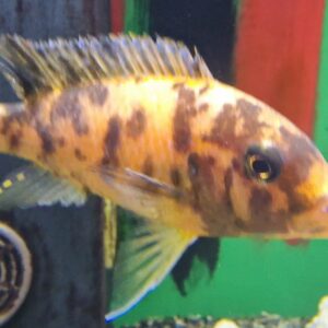 Pseudotropheus multicolor