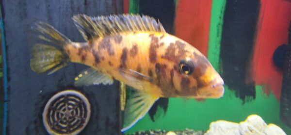 Pseudotropheus multicolor