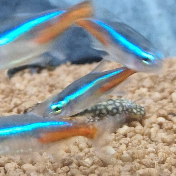 Paracheirodon innesi ( neon tetra )