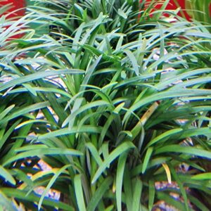 Ophiopogon japonicus pusillus