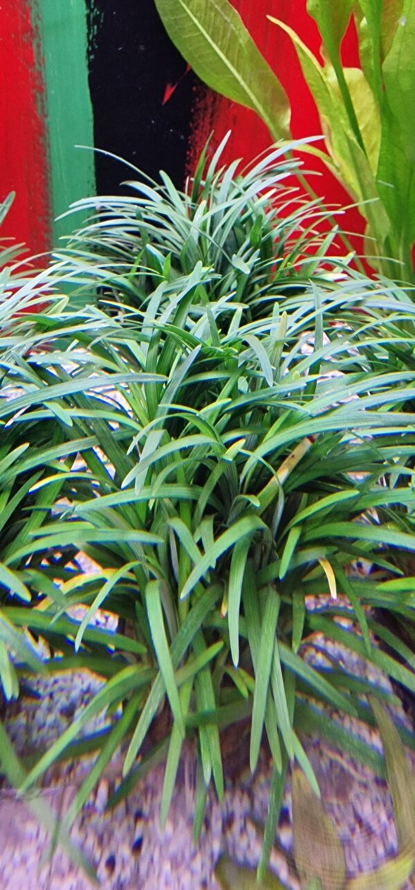 Ophiopogon japonicus pusillus