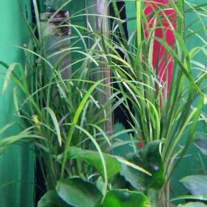 Ophyopogon japonicus