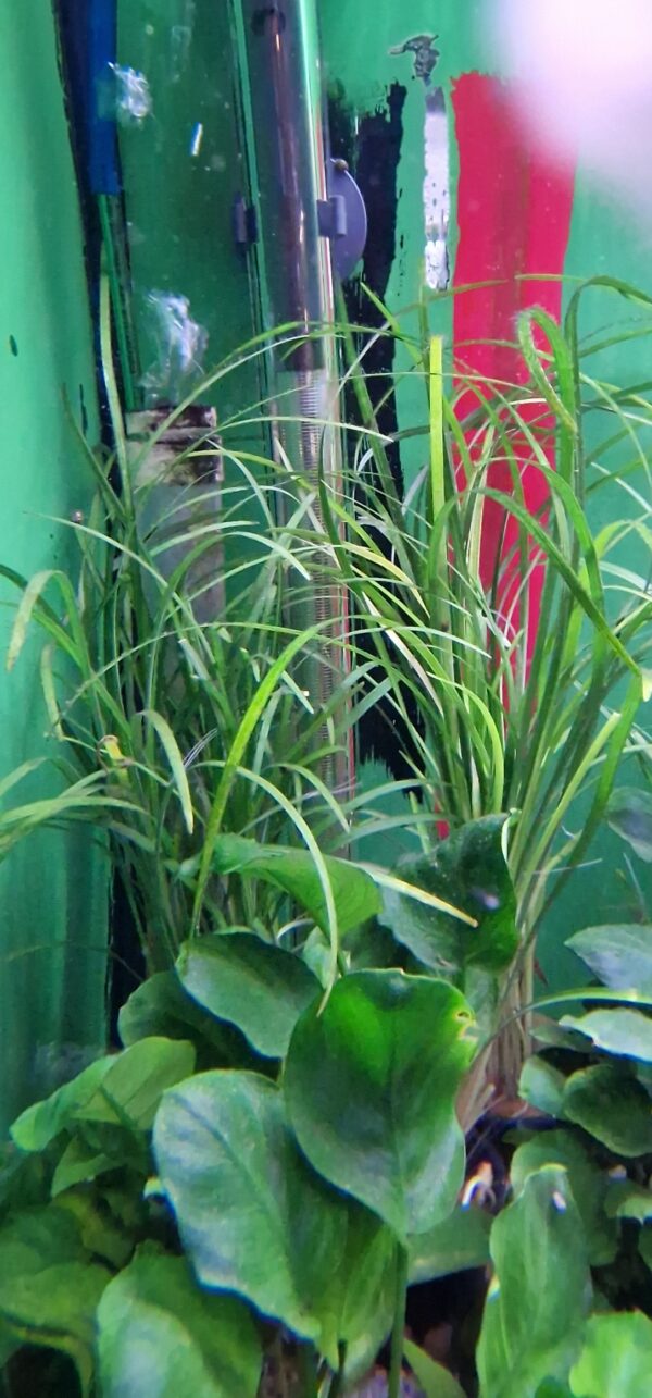 Ophyopogon japonicus