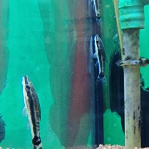 Otocinclus affinis