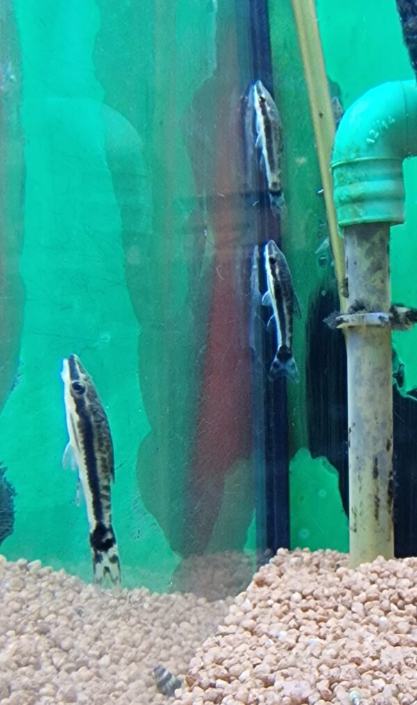 Otocinclus affinis