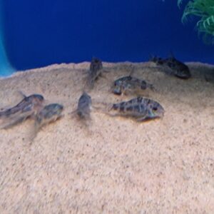 Corydoras paleatus
