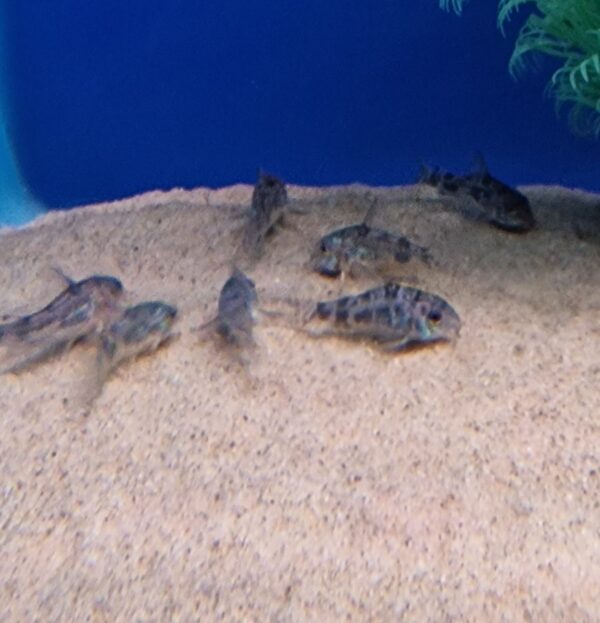Corydoras paleatus