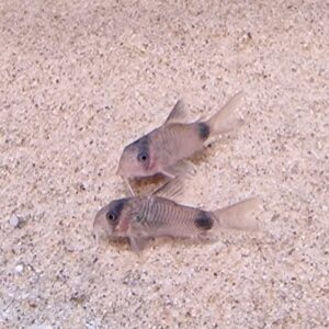 Corydoras panda