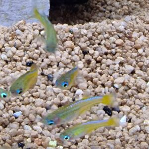 Pseudomugil paskai