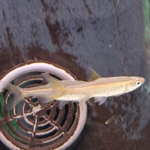 Rasbora pauciperforata