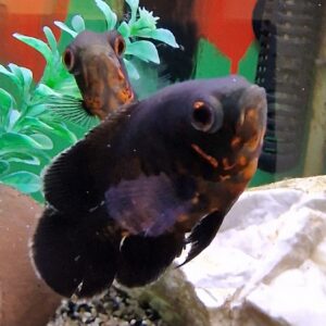 Astronotus ocellatus ( Pauwoog cichlide )