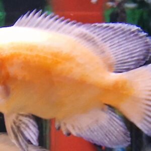Astronotus ocellatus albino ( Pauwoog cichlide )