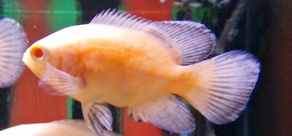 Astronotus ocellatus albino ( Pauwoog cichlide )
