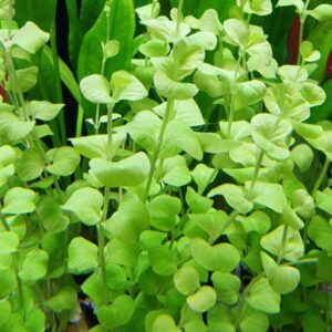 Lysimachia aurea yellow