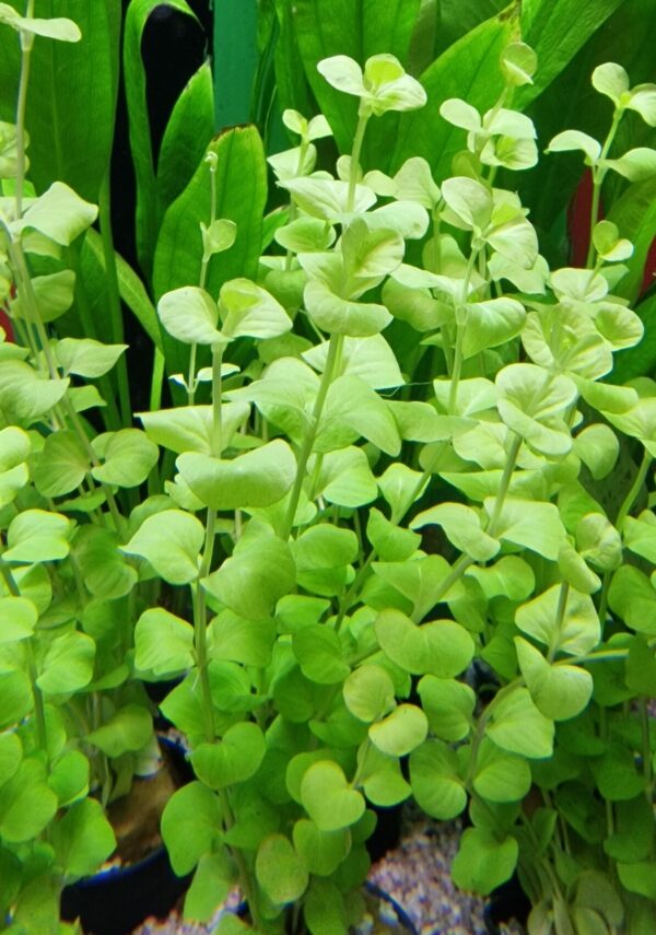 Lysimachia aurea yellow