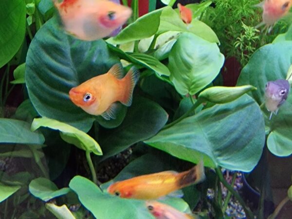 Xiphophorus maculatus ( Platy ) - Image 5