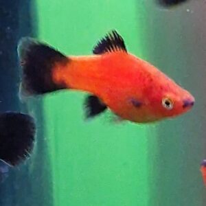 Xiphophorus maculatus ( Platy )